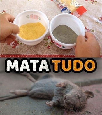 Solução Caseira para Eliminar Ratos e Baratas Simples e Prática!
